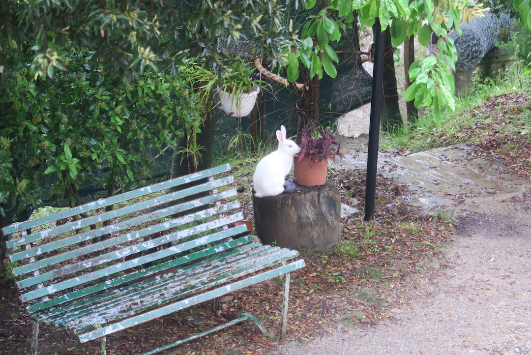 うさぎ遊び猫ポーズ取る初夏の庭_f0234936_6471636.jpg