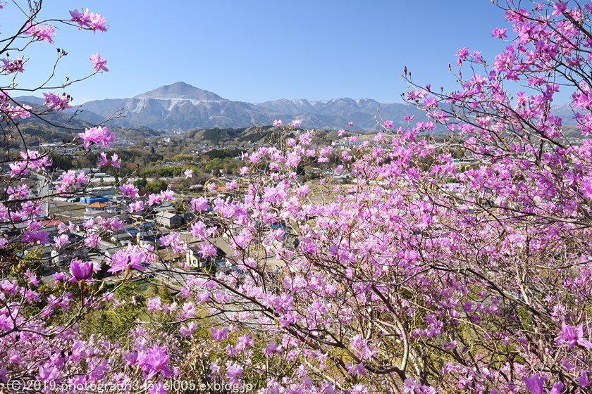 秩父 瑞岩寺 岩つつじ Photograph3