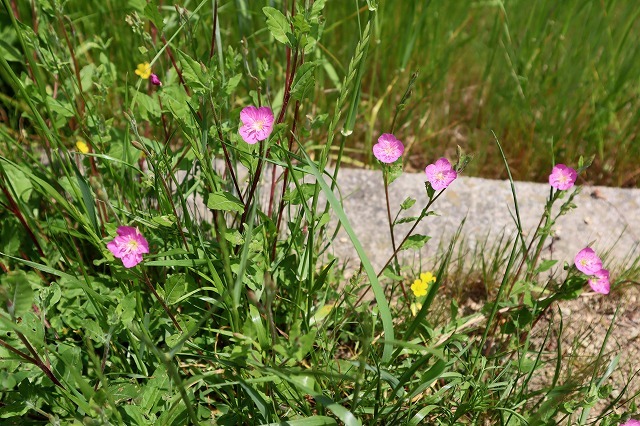 a0242438_21385137.jpg