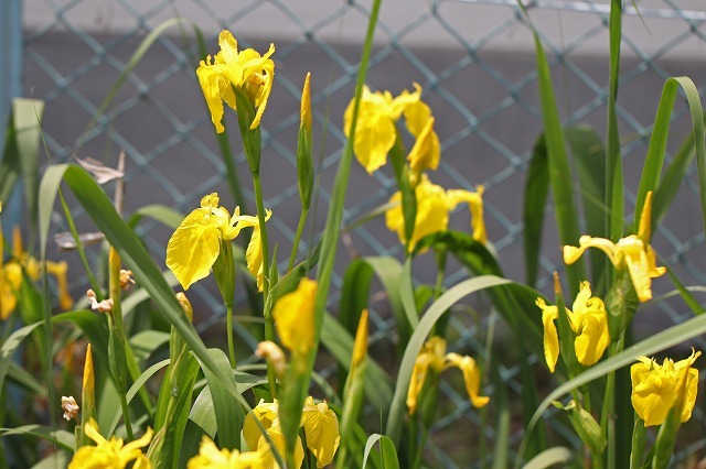 a0242438_21390348.jpg