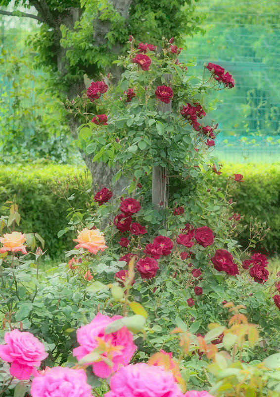 d0290240_06351318.gif
