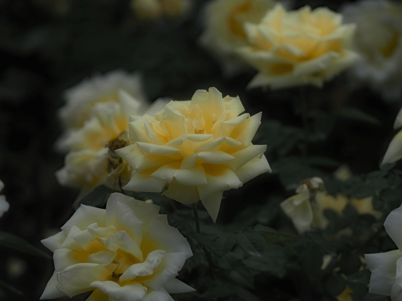 d0290240_06352380.gif