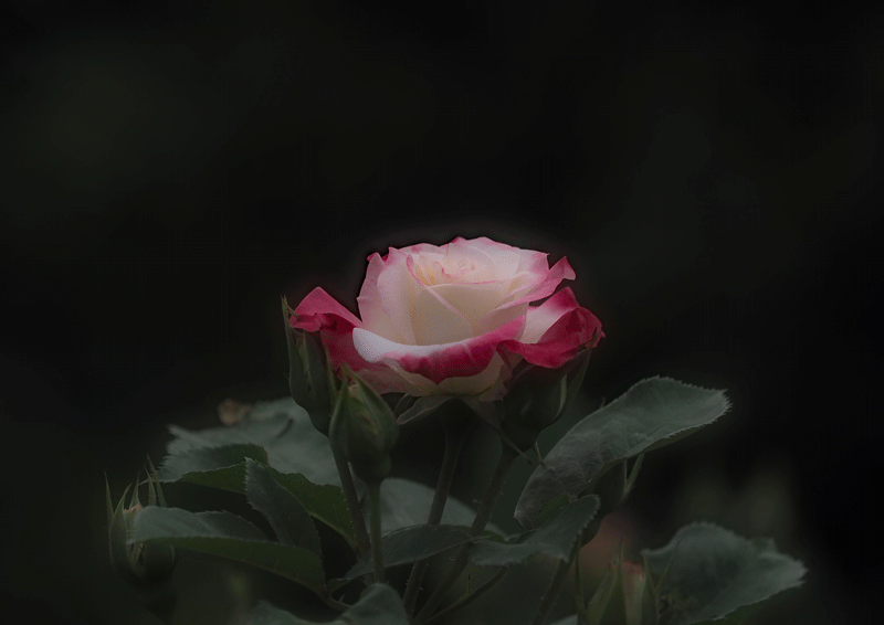 d0290240_06353284.gif