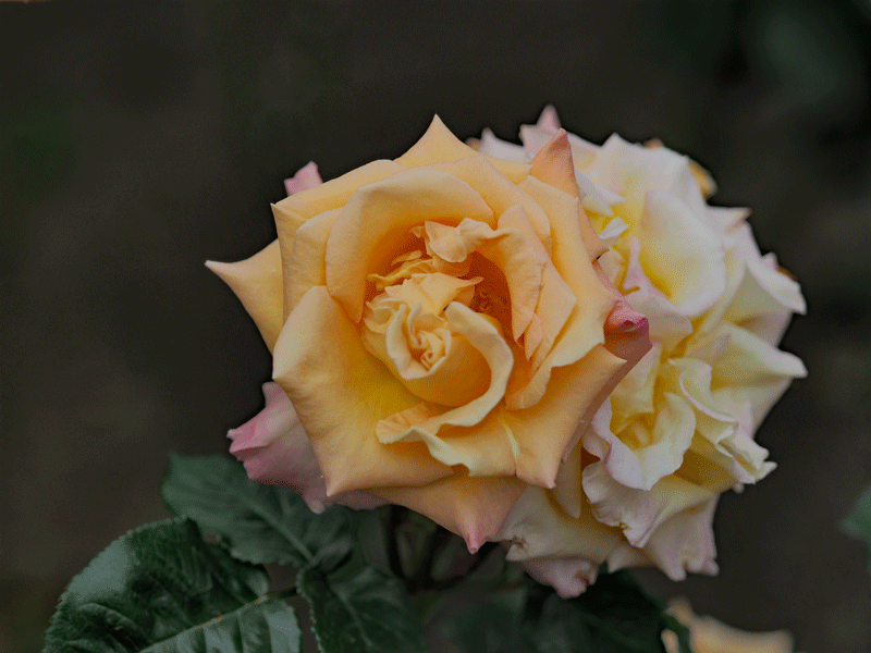 d0290240_06361494.gif