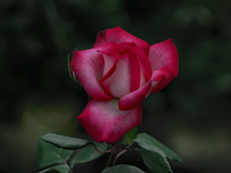 d0290240_06362892.gif