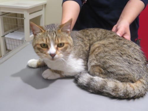5月 21日 迷い猫です_c0174644_18135835.jpg