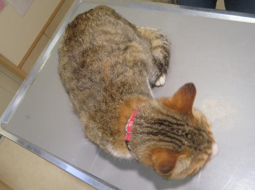 5月 21日 迷い猫です_c0174644_18140172.jpg