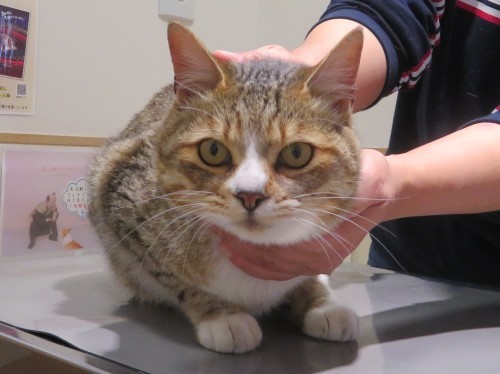 5月 21日 迷い猫です_c0174644_18140491.jpg