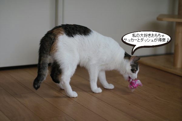 保護猫さん、安上がりなおもちゃで遊ぶ_e0151545_19215369.jpg