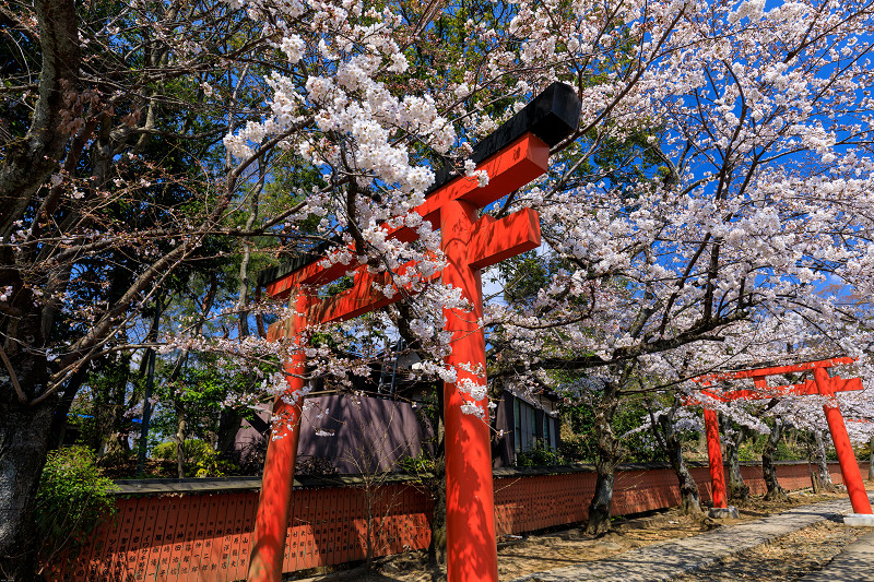 桜咲く京都2019　鳥居の合間に（竹中稲荷）_f0155048_0141570.jpg