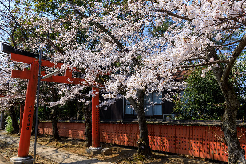 桜咲く京都2019　鳥居の合間に（竹中稲荷）_f0155048_0142832.jpg