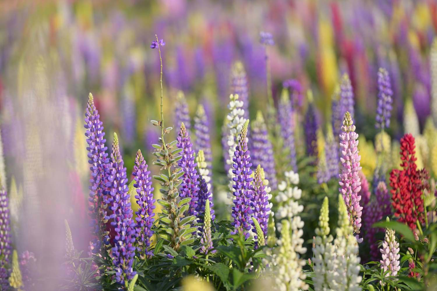 ルピナス 1 兵庫県 Ty44 四季の写真