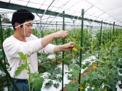 肥後グリーン 6月中旬からの出荷に向け順調に成長中!成長の3段階と惜しまぬ手間ひま_a0254656_17321674.jpg