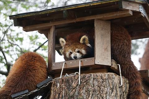 もふてく☆ゴールデンパン祭り2019八木山編・その4_b0338756_08132120.jpg