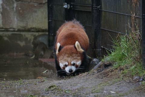 もふてく☆ゴールデンパン祭り2019八木山編・その5_b0338756_08140388.jpg