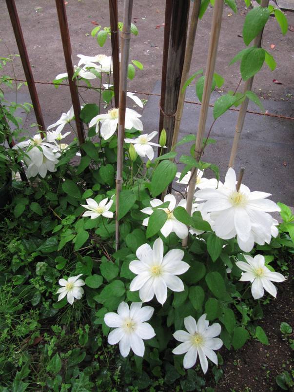 クレマチス 満州黄 パテンス系 雪国の四季を彩る花木たちと クレマチス 満州黄 パテンス系 雪国の四季を彩る花木たちと