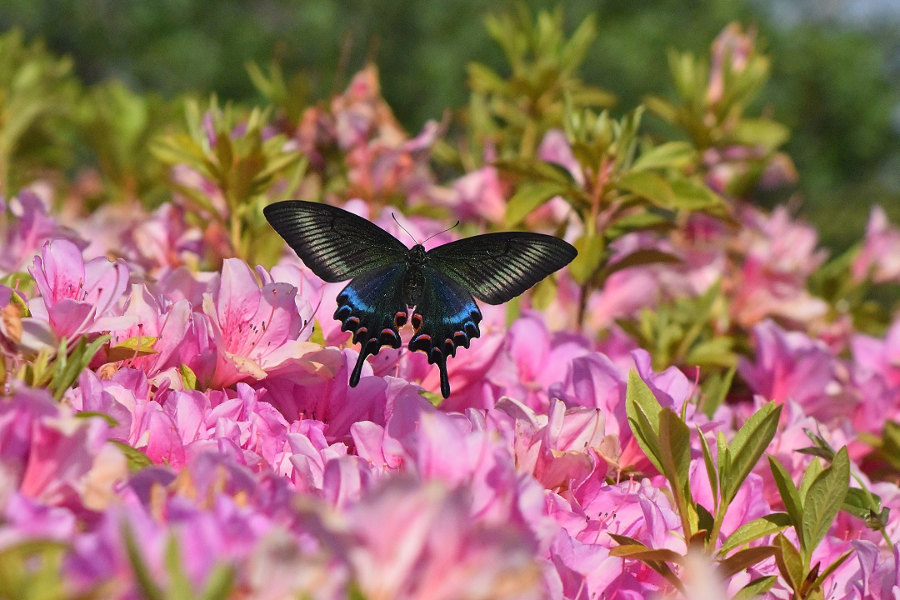 黒系ｱｹﾞﾊ撮り \'ﾐﾔﾏｶﾗｽｱｹﾞﾊ\' ･ \'ｶﾗｽｱｹﾞﾊ\'(2019/05/16)東信遠征③_d0387460_23132401.jpg