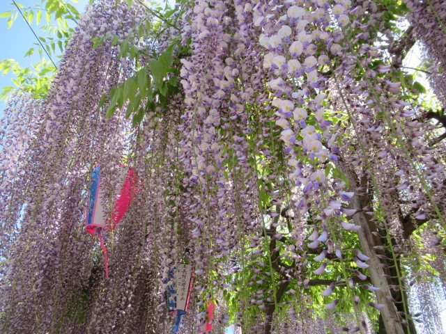 旧中込学校～岩村田・円満寺 ＊ 佐久の藤が見頃です♪_f0236260_02100713.jpg