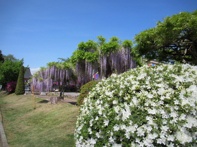 旧中込学校～岩村田・円満寺 ＊ 佐久の藤が見頃です♪_f0236260_02130875.jpg