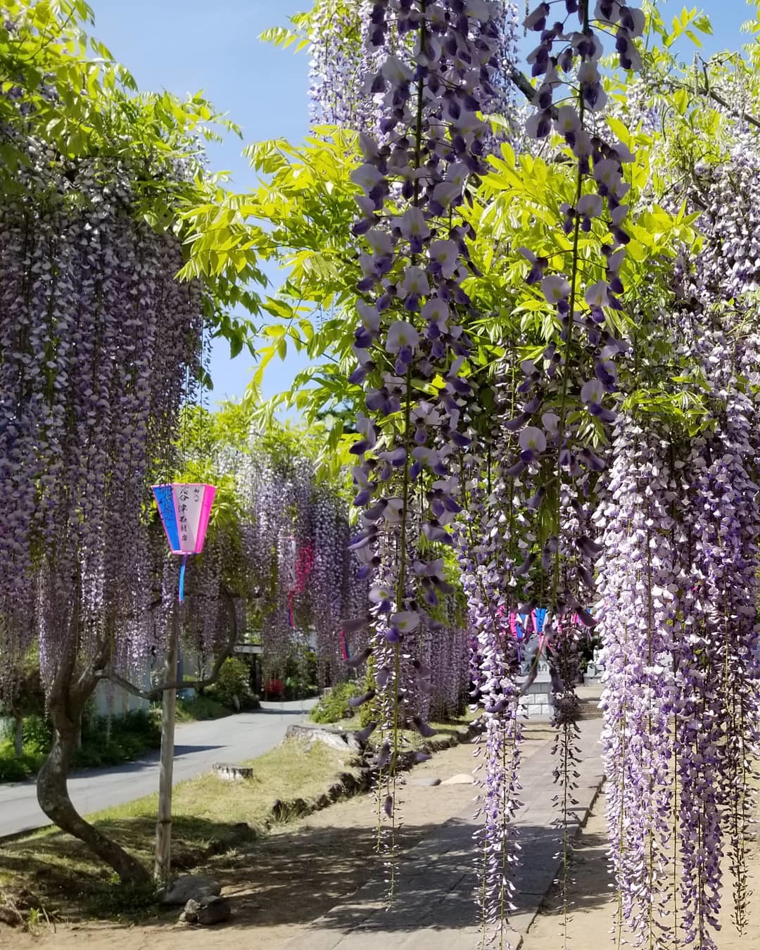 旧中込学校～岩村田・円満寺 ＊ 佐久の藤が見頃です♪_f0236260_02202340.jpg