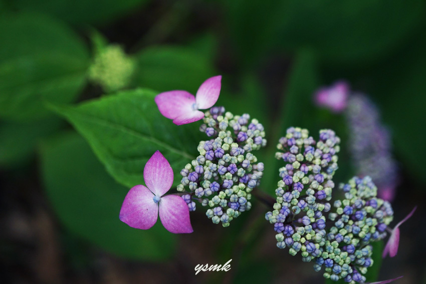 梅雨への扉・・・紫陽花が_a0103464_07274226.jpg