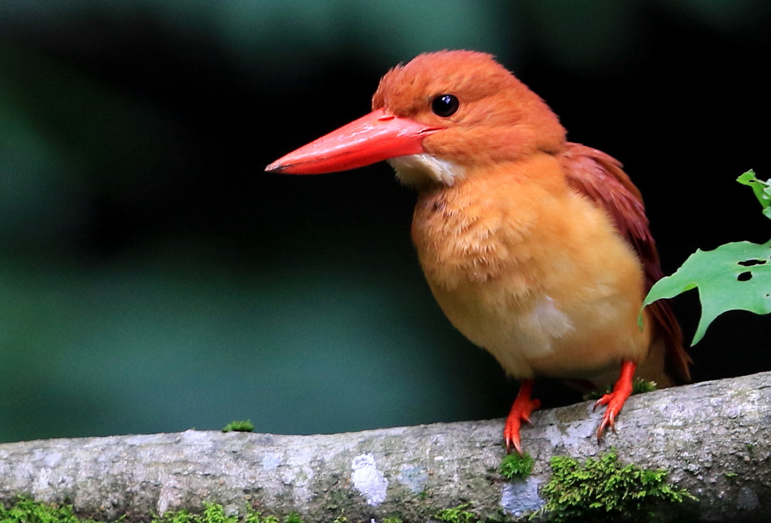 アカショウビンの季節 アイヌモシリの野生たち 獣と野鳥の写真図鑑