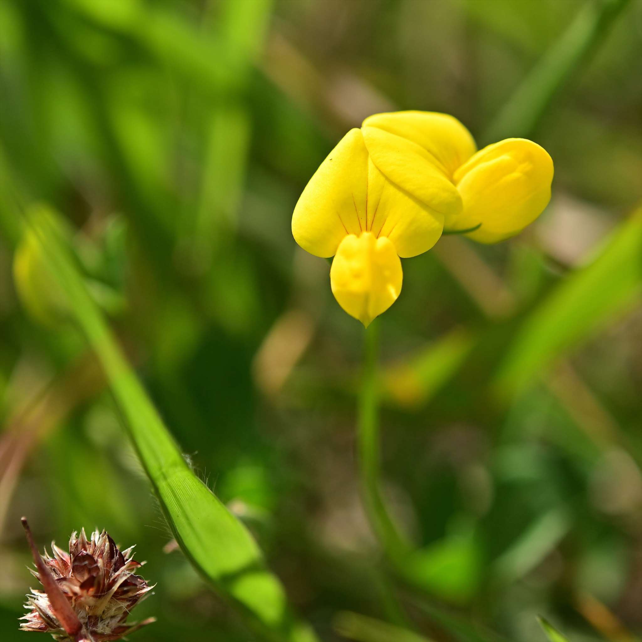 多摩川周辺の花_d0328977_16341472.jpg