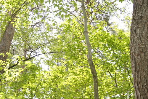 d0350379_12413181.jpeg