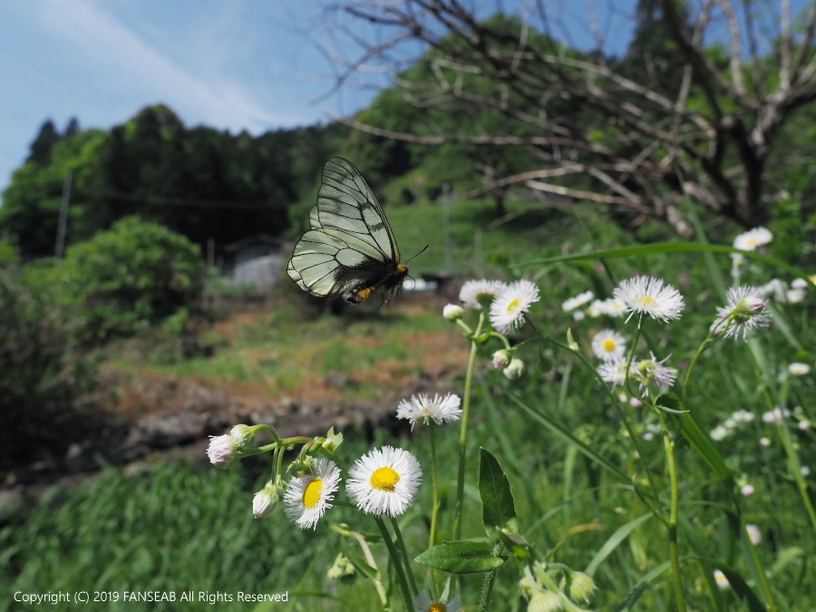 ウスバシロチョウ（5月中旬）_f0090680_11223653.jpg