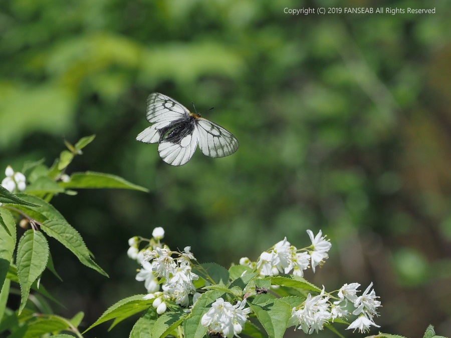 ウスバシロチョウ（5月中旬）_f0090680_11231850.jpg