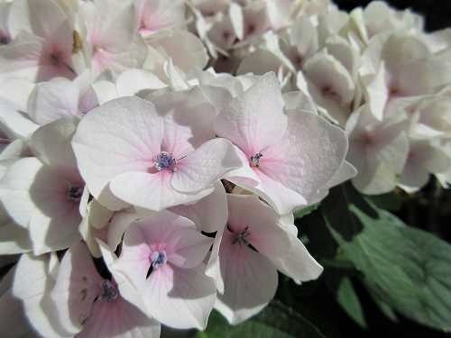 紫陽花 仲間入り の んびり 紫陽花 仲間入り の んびり