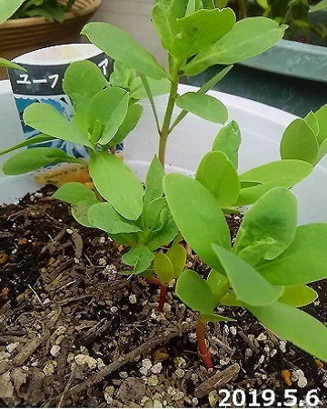 ユーホルビア 初雪草 発芽から開花まで 健気に育つ植物たち