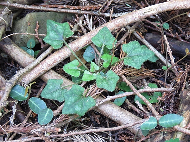 f0357487_23014760.jpg