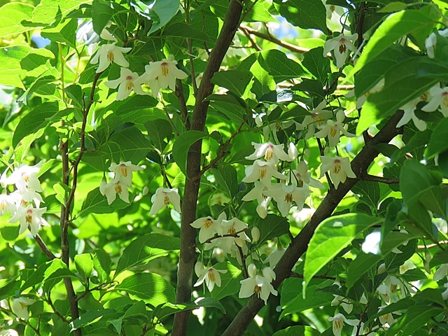 隠居岳（カクイダケ）に登りました。_f0357487_23135052.jpg