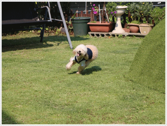 b0175688_00380532.gif