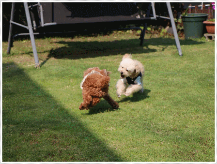 b0175688_00381066.gif