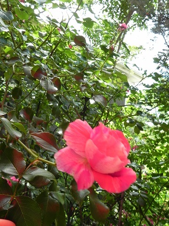 c0152002_20164254.jpg
