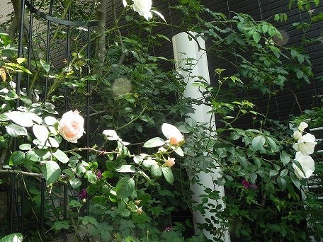 c0152002_20190875.jpg