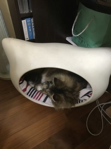 アクシデント再び!_e0366006_20343141.jpg