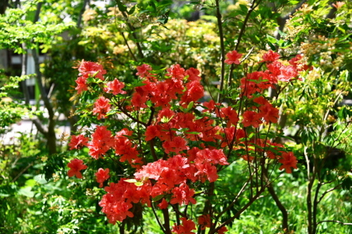 a0263109_10472180.jpg