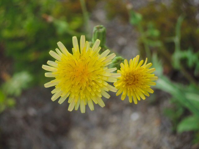 f0373109_06460544.jpg