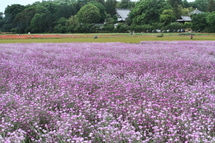鴻巣ポピー祭り 麦なでしこエリア 四季折々