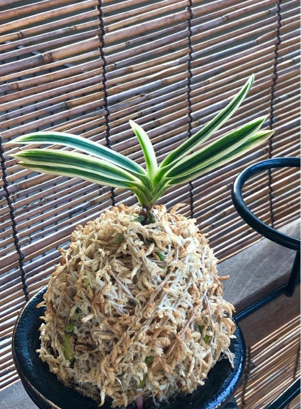 白露 : □ サムライ オーキッド □ 富貴蘭 セレクトショップ