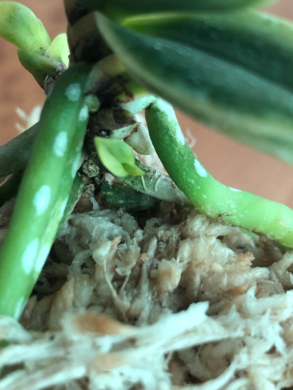 富貴蘭皇の冠 富貴蘭【王冠】 | あいする富貴蘭
