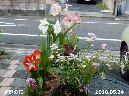 e0033229_18283812.jpg