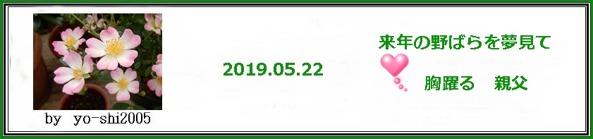 私に懐(な）ついてくれた野ばら・来年こそは_e0033229_18464097.jpg