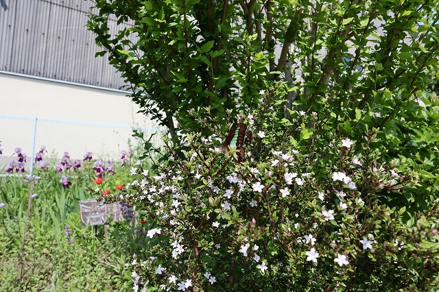 a0242438_20504199.jpg