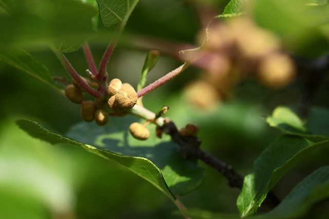 a0242438_22132156.jpg