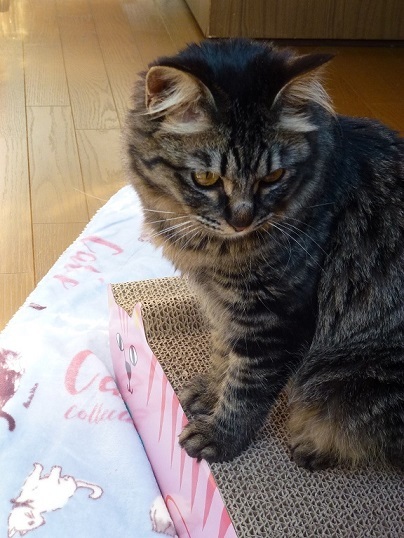 フライングタイガーで猫さまグッズを買う キッチンで猫と