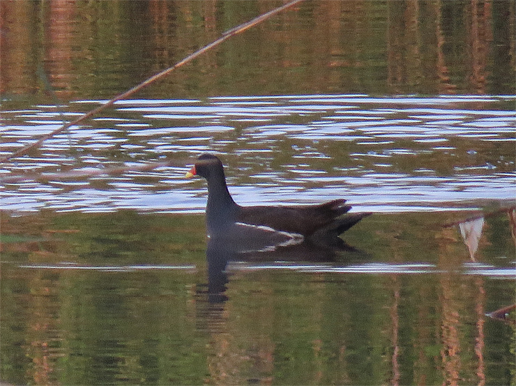 扉・海桐花・とべら・トベラ_f0214649_18434383.jpg